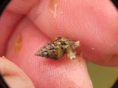 Variegate Amphissa thumbnail 3