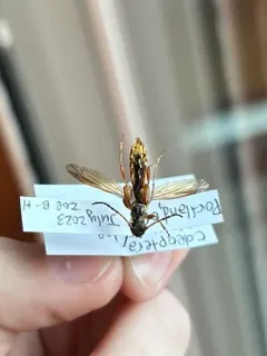 Necydalis cavipennis thumbnail 1