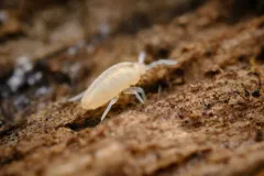 Pseudosinella rolfsi thumbnail 3