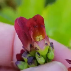 California beeplant thumbnail 2