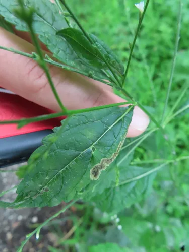 Calycomyza verbenae