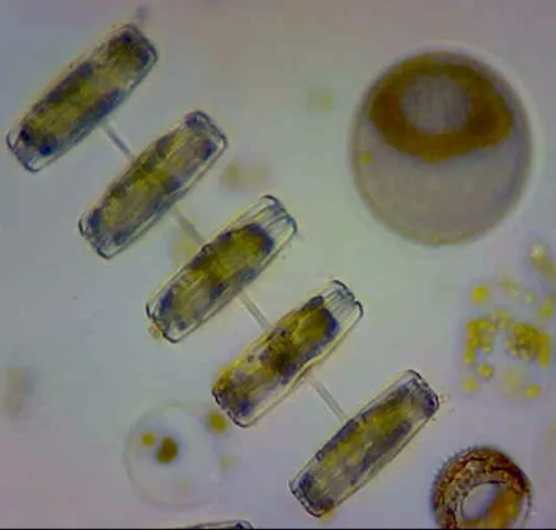 Thalassiosira gravida