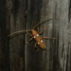 Ivory-marked Borer thumbnail 2