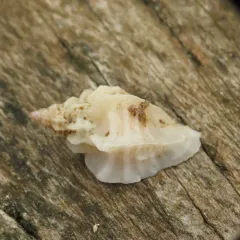 Leafy Hornmouth thumbnail 3