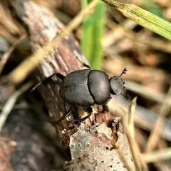 Melanocanthon nigricornis thumbnail 3