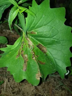 Dichrorampha incanana thumbnail 3
