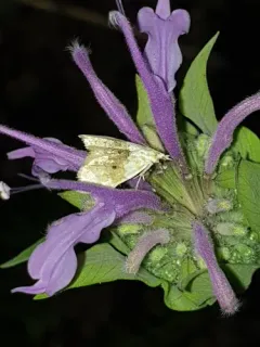 Brown-banded Lipocosma Moth thumbnail 2