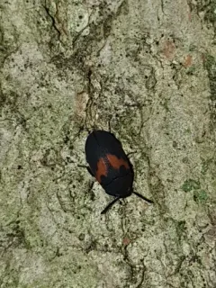 Orange-banded Darkling Beetle thumbnail 2
