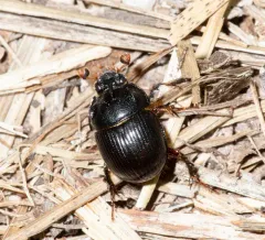 Odonteus falli thumbnail 2