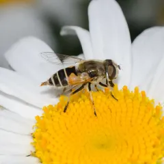 Eurasian Drone Fly thumbnail 3