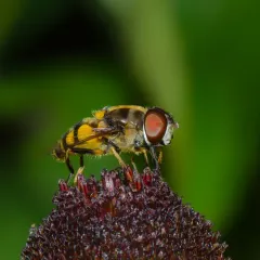 Transverse-banded Flower Fly thumbnail 4