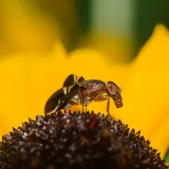 Common Picture-winged Fly thumbnail 3