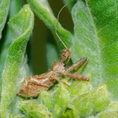 Spined Assassin Bug thumbnail 2