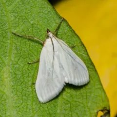 Carrot Seed Moth thumbnail 4