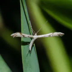 Mountain Plume Moth thumbnail 2