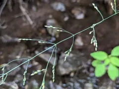 Wood Millet thumbnail 1