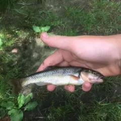 Creek Chub thumbnail 1