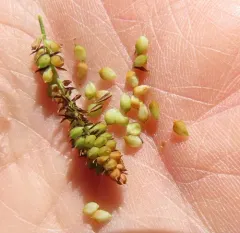 Columbian sedge thumbnail 3