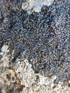 Rhizocarpon eupetraeum thumbnail 2