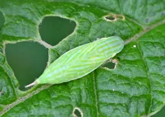 Neohecalus lineatus thumbnail 3