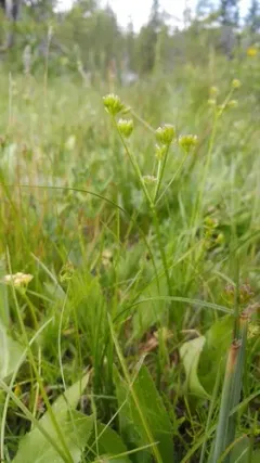 Knoke's Biscuitroot thumbnail 4