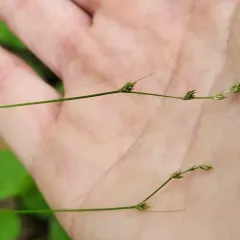 Brownish Sedge thumbnail 3