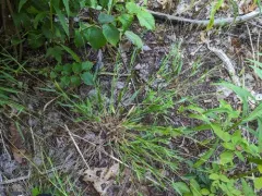 hemlock panic grass thumbnail 2