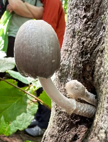 Coprinopsis alnivora