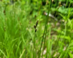 Orono sedge thumbnail 2