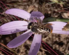 Orange-tipped Woodborer thumbnail 2