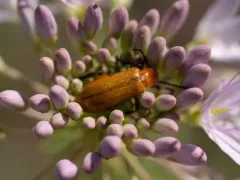 Zonitis atripennis thumbnail 2