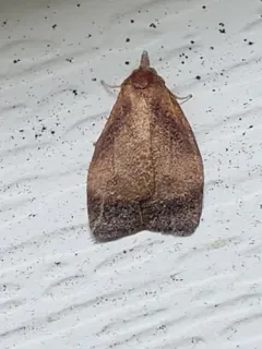 Sparganothis flavibasana thumbnail 4