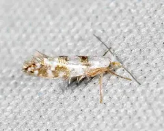 Argyresthia annettella thumbnail 3