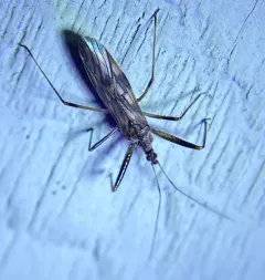Metatropiphorus belfragii thumbnail 3