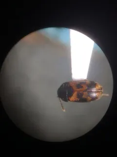 Mycetophagus flexuosus thumbnail 3