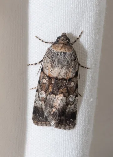 Sympistis arizonensis