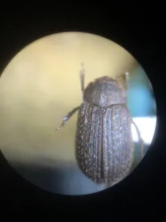 Even Hide Scarab Beetle thumbnail 3
