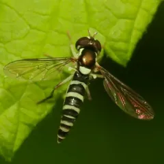 Black-striped Globetail thumbnail 3