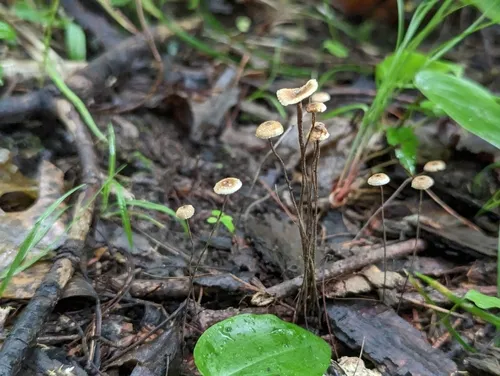 Crinipellis setipes
