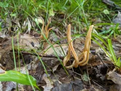 Appalachian Spindle thumbnail 2