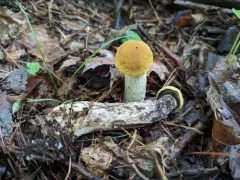 Leccinellum luteum thumbnail 3