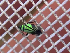 Stirellus bicolor thumbnail 3