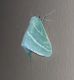Oblique-striped Emerald thumbnail 2