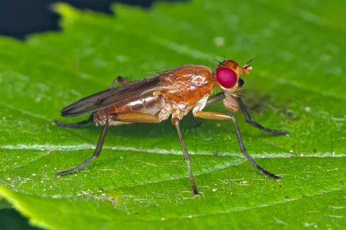 Sciomyza aristalis