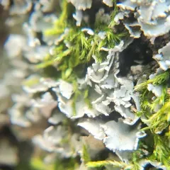 Rock-loving Cladonia thumbnail 2
