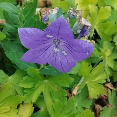 balloon flower thumbnail 4