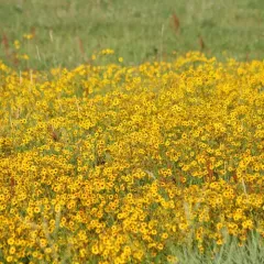 plains coreopsis thumbnail 3