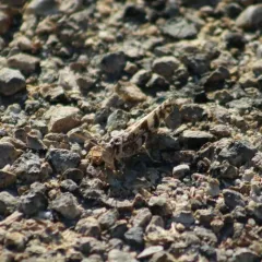 Spurcate Grasshopper thumbnail 1