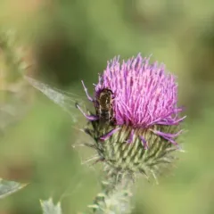 Common Sickleleg thumbnail 3