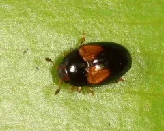 Two-spotted Pleasing Fungus Beetle thumbnail 4